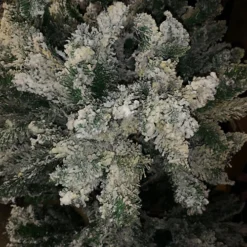 CHEAP DEAL - PREMIER 7ft Snow Valley Fir Christmas Tree WATER DAMAGED 6 CHEAP DEAL - PREMIER 7ft Snow Valley Fir Christmas Tree WATER DAMAGED -Outlet Christmas Decor Store cheap deal premier 7ft snow valley fir christmas tree water damaged5060559857406 03c MP