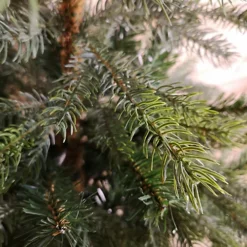 Everlands 120cm (4ft) Green Grandis Fir Real Look Christmas Tree With 575 Tips 6 Everlands 120cm (4ft) Green Grandis Fir Real Look Christmas Tree With 575 Tips -Outlet Christmas Decor Store everlands 120cm 4ft green grandis fir real look christmas tree with 575 tips5056589181222 03c MP