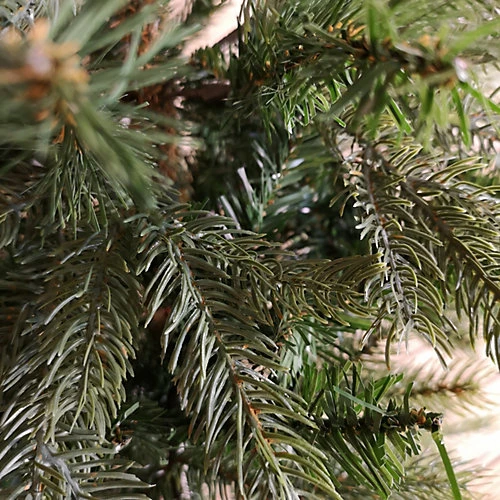 Everlands 120cm (4ft) Green Grandis Fir Real Look Christmas Tree With 575 Tips 4 Everlands 120cm (4ft) Green Grandis Fir Real Look Christmas Tree With 575 Tips - Image 4